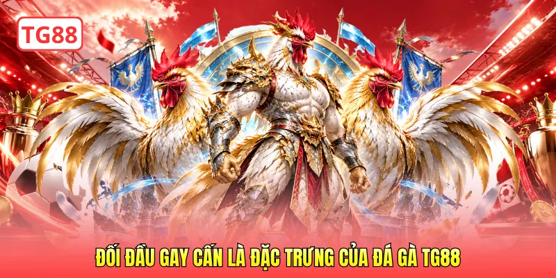 Đối đầu gay cấn là đặc trưng của đá gà TG88