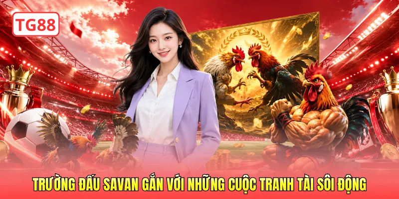 Trường đấu Savan gắn với những cuộc tranh tài sôi động